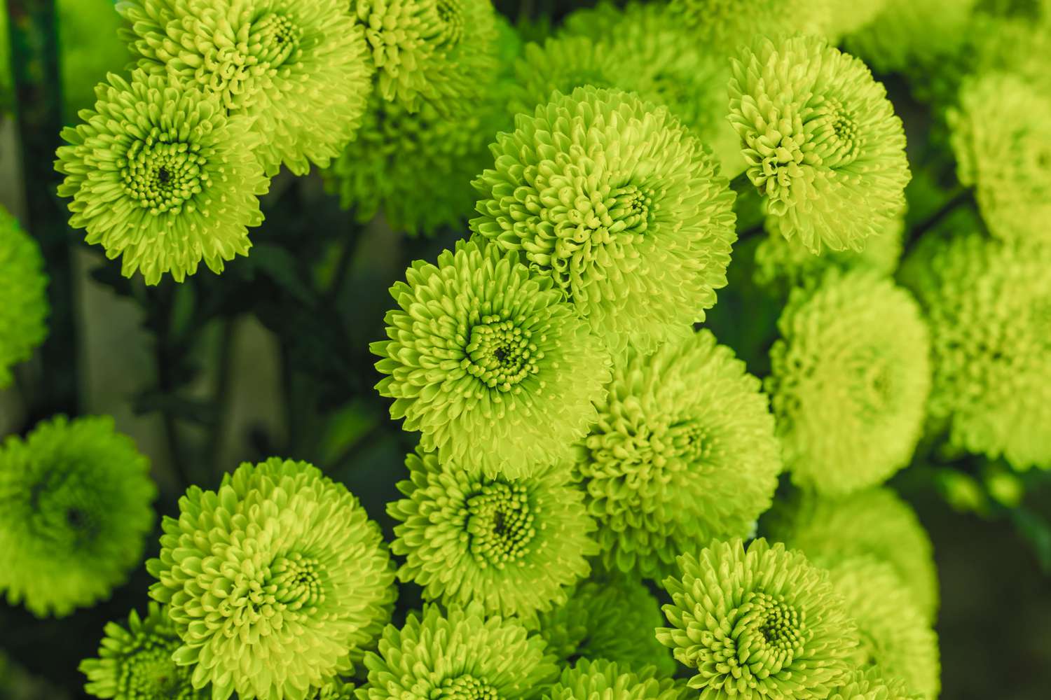 Green Mums Flowers: Stunning Varieties for a Vibrant Landscape