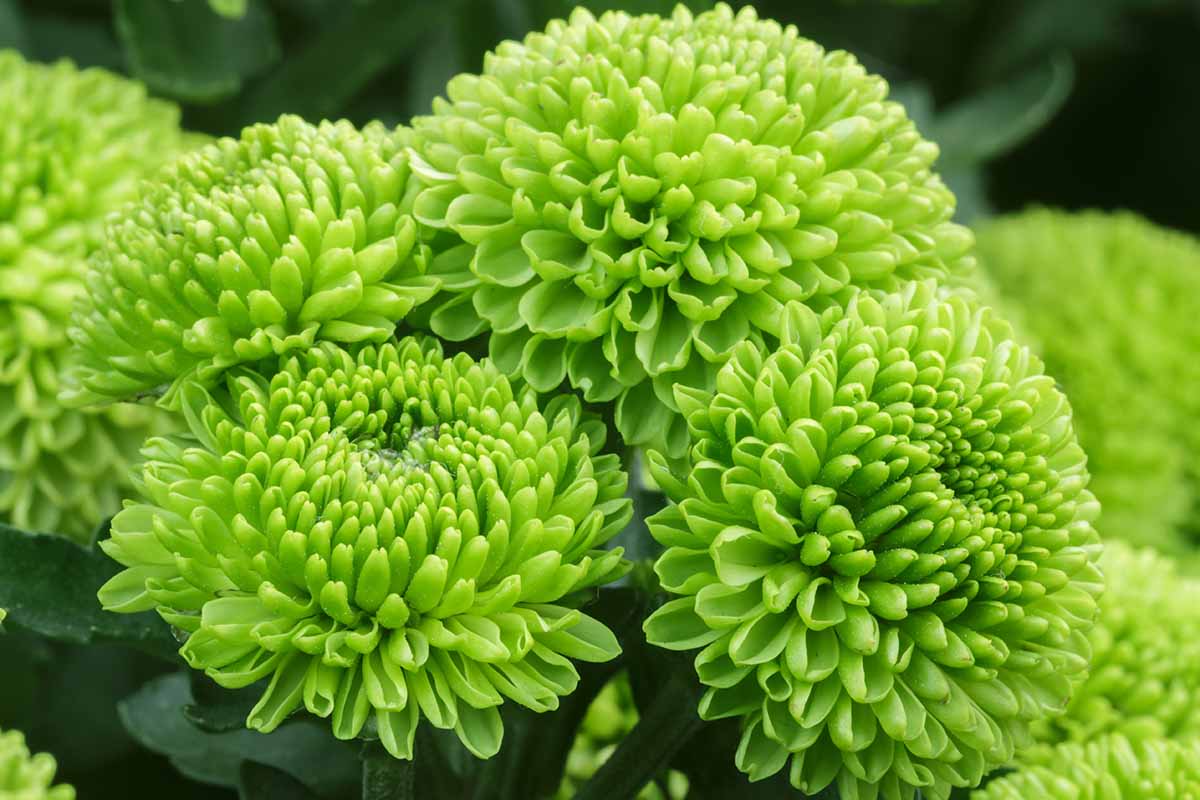 Green Mums Flowers: Stunning Varieties for a Vibrant Landscape