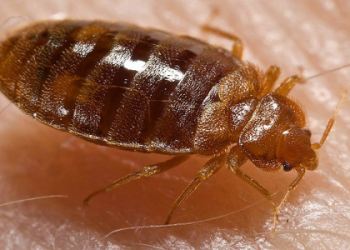 December Bugs Guide： What’s New and Available Now