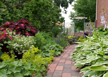 Green Mums Flowers： Stunning Varieties for a Vibrant Landscape