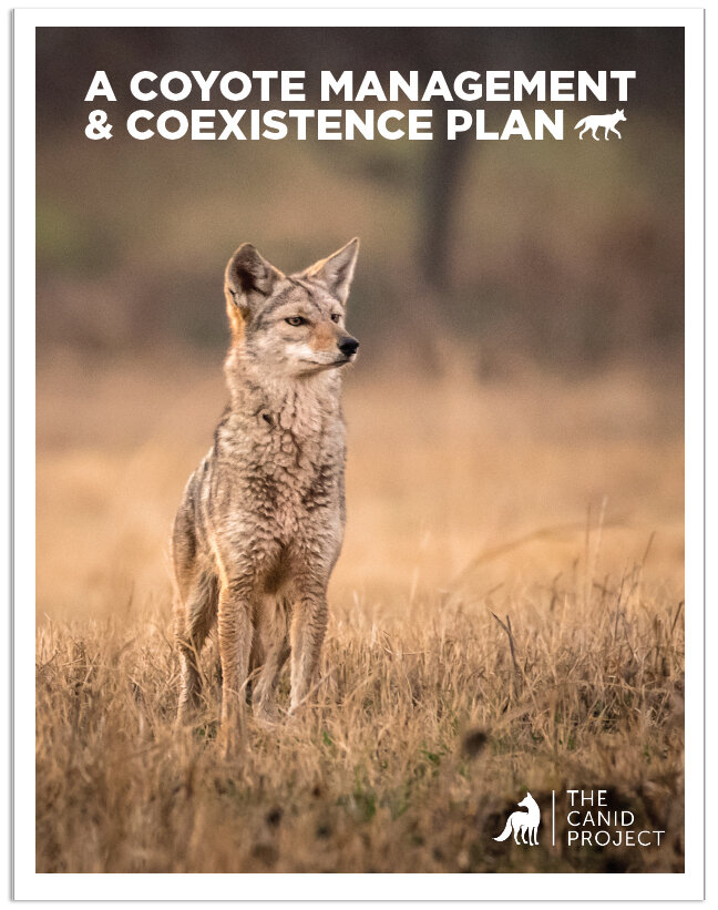 The Coyotes Role in North American Ecosystems: A Comprehensive Guide