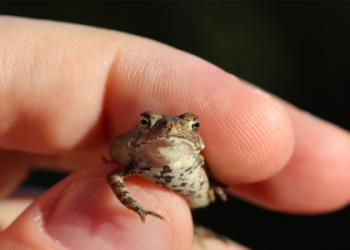 Discover What Froglets Eat: Essential Foods for Healthy Growth