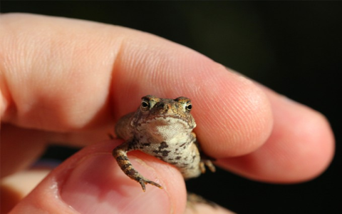 Discover What Froglets Eat: Essential Foods for Healthy Growth