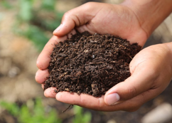 How to Handle Rotten Turnips in Animal Crossing: Recycling, Composting, and More