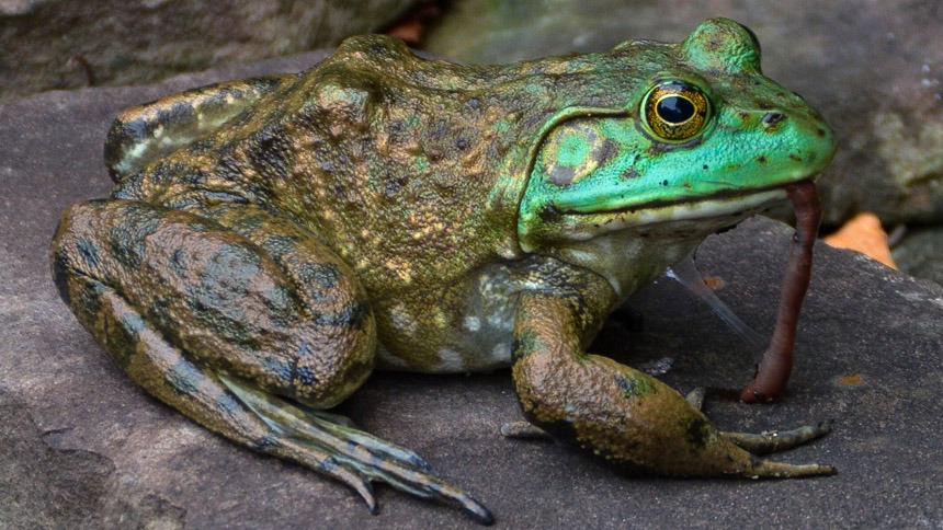 Discover What Froglets Eat: Essential Foods for Healthy Growth