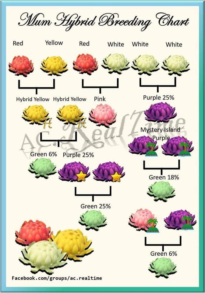 Purple Mums ACNH: Breeding Guide and Hybridization Tips