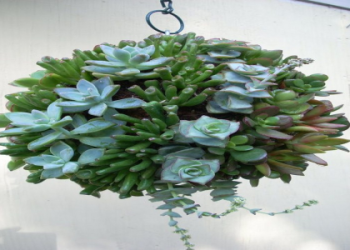 DIY Plant Orb: A Simple Project to Water Your Plants Automatically