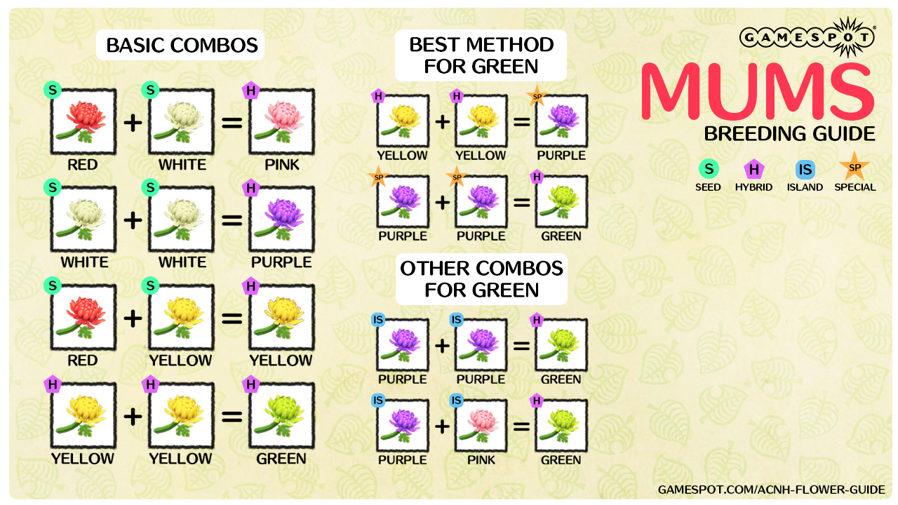 How to Breed Purple Mums in ACNH Fast?
