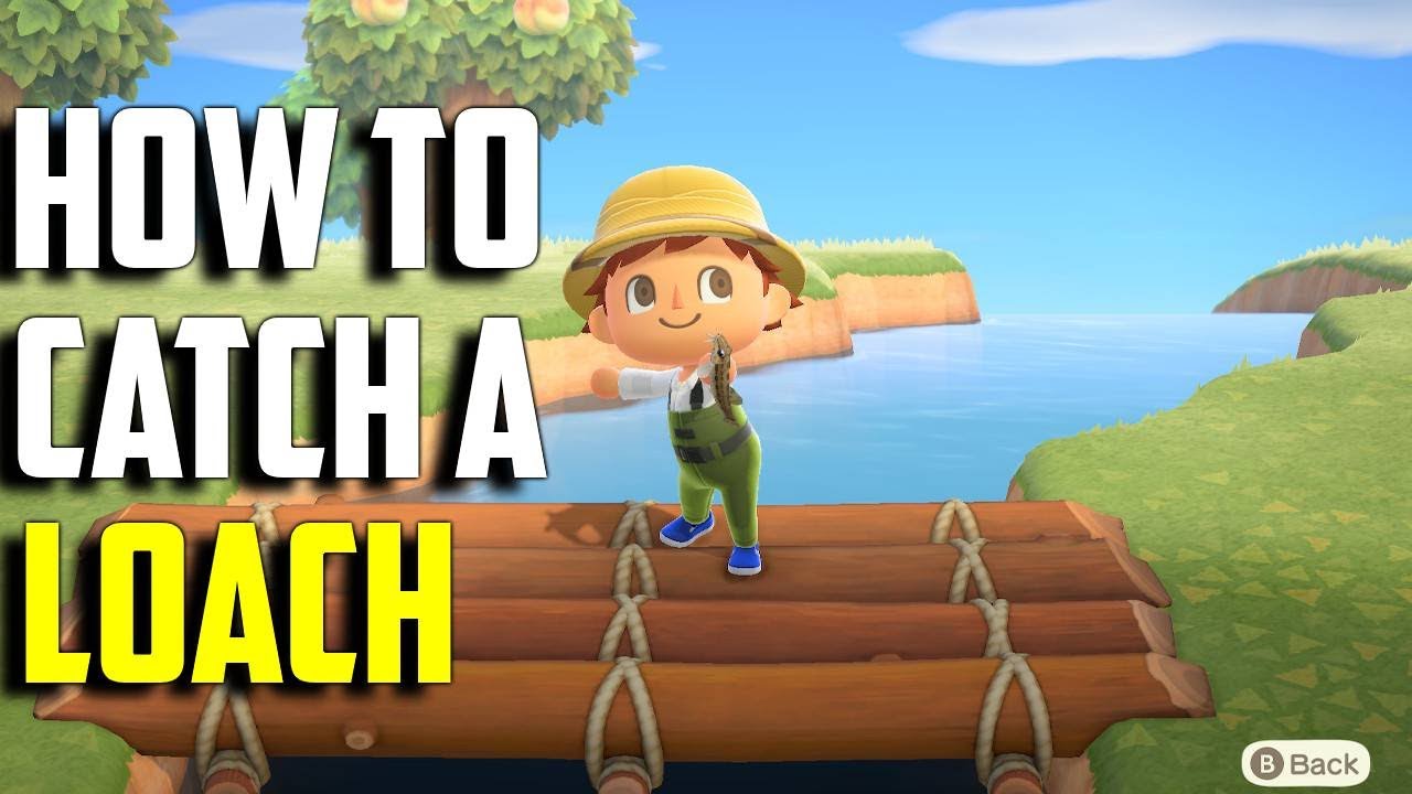 Animal Crossing Loach: Where to Find and Catch It!
