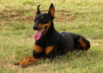 Dog Pokemon: Which Breed Is Your Perfect Match? Find Out Here