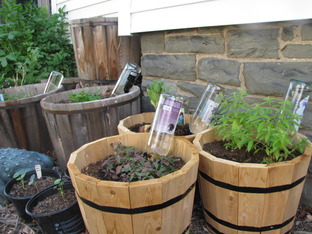 DIY Plant Orb: A Simple Project to Water Your Plants Automatically