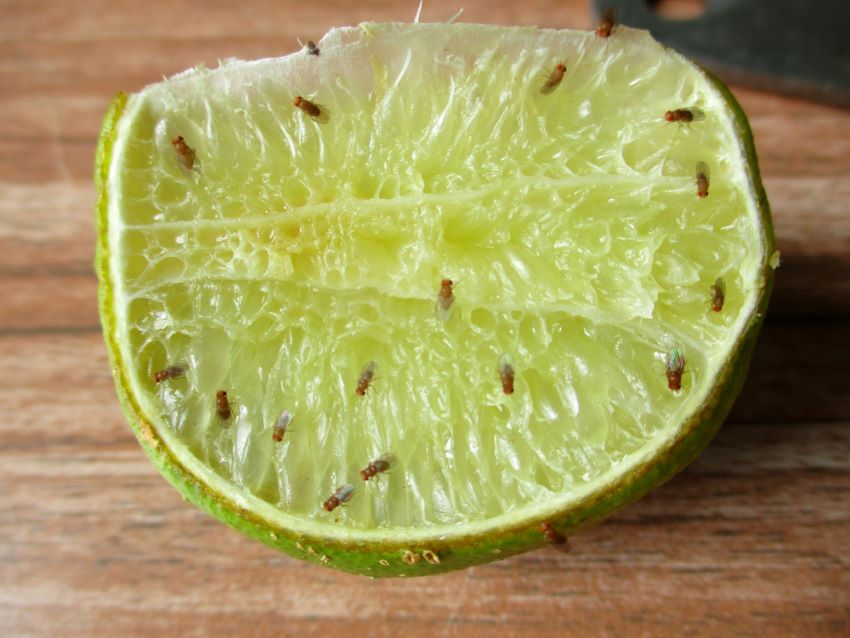 Bug flying type: how to deal with flying bugs at home easily.