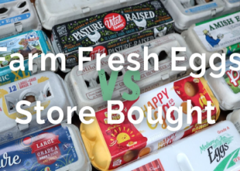 Where Can You Find Eggs Besides the Grocery? Explore Farms, Markets and More!