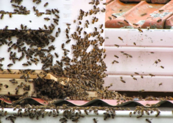 What Are Swarm Builds? Your Quick Guide to Making Them Work