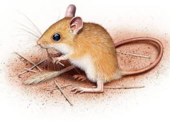 Get Scream Tail 65: Where to Find? (Best Deals Here)