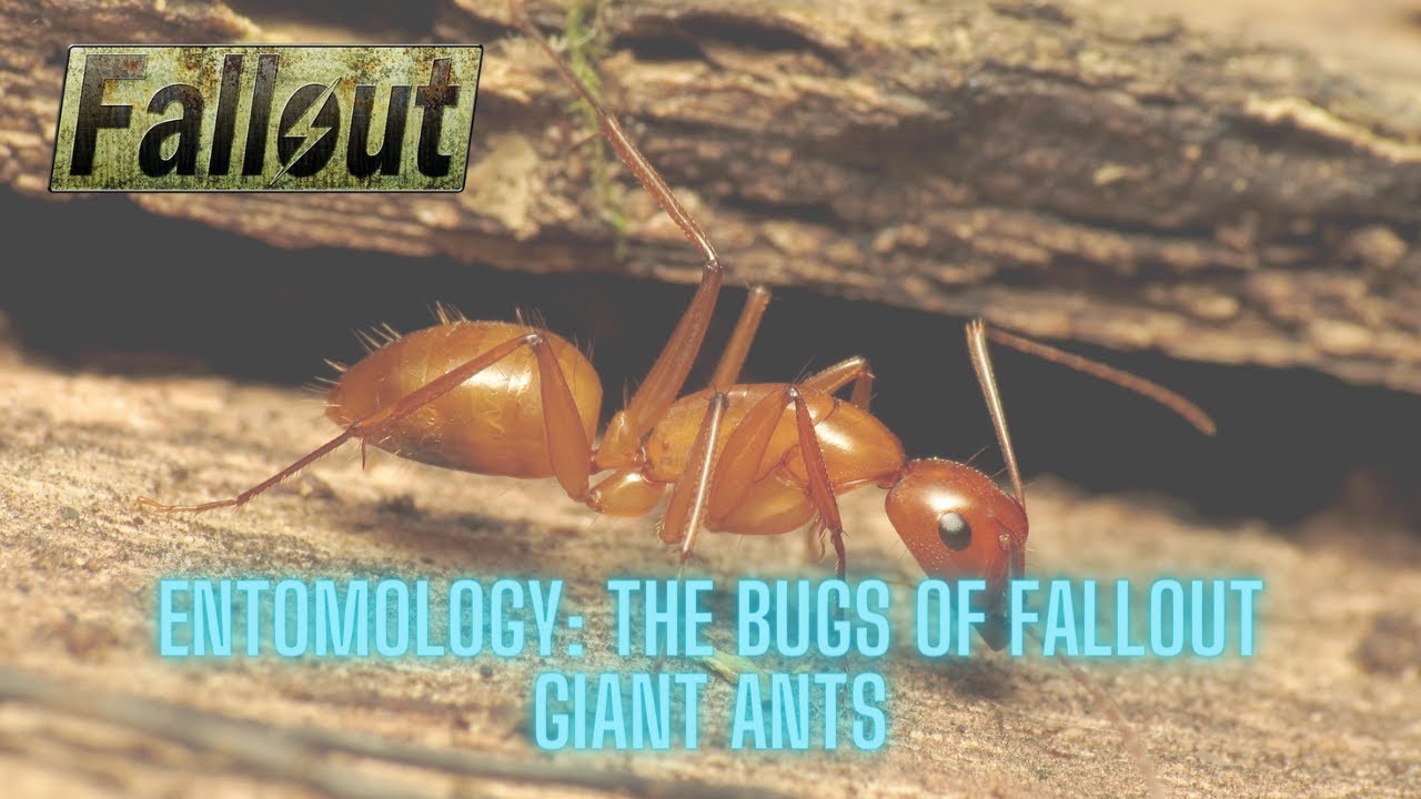 Dealing With Giant Ant Fallout? (Beginners Guide to These Huge Pests)