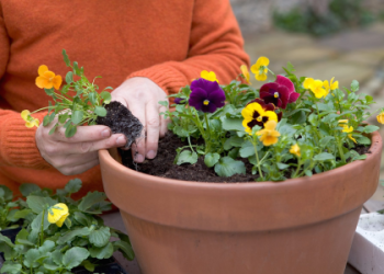 Need White Pansies? Animal Crossing Best Growing Guide!