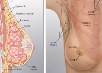 Apex Titties are so hot! Heres everything to know and see.
