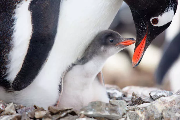 Best Animals in January: See Amazing Creatures This Month!