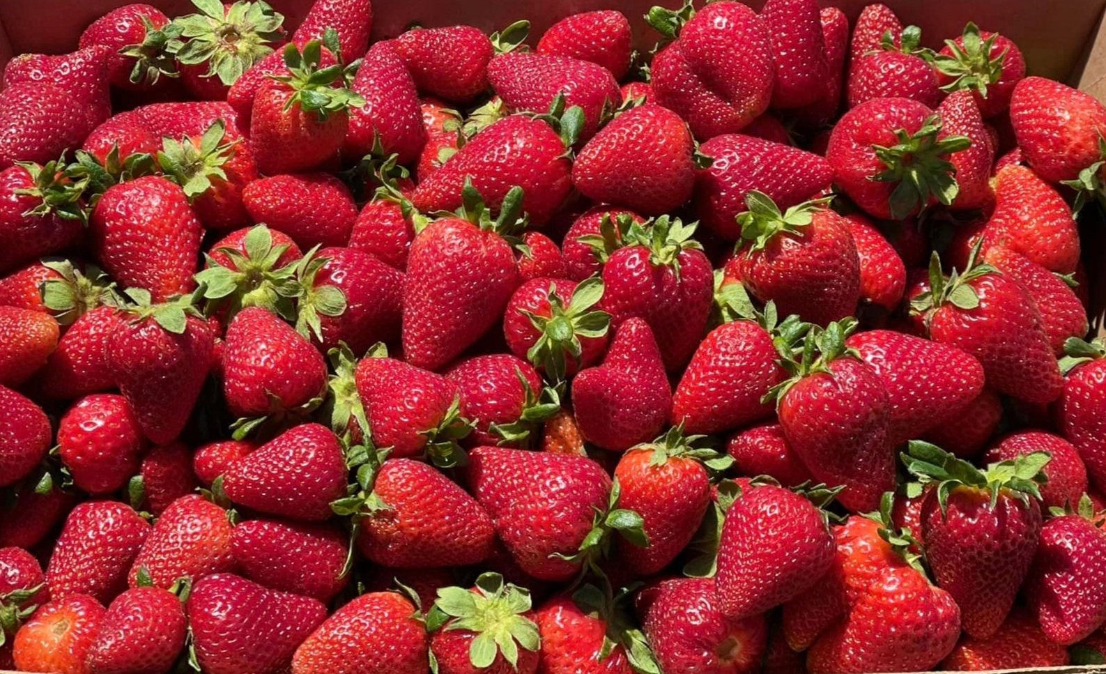 Love Fresh Berries? Go to Irongate Berry Farm. (Prices & Variety Guide)