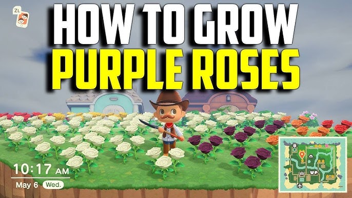 Purple Roses in ACNH: Secrets (Unlock the Rare Flower Colors!)