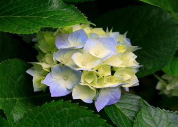 Yellow Hyacinth Animal Crossing: Easy Growing Guide & Best Uses!