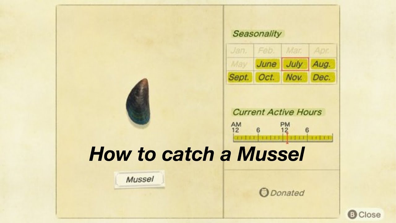 ACNH Mussel: Where to Find It & What to Do (Easy Guide!)